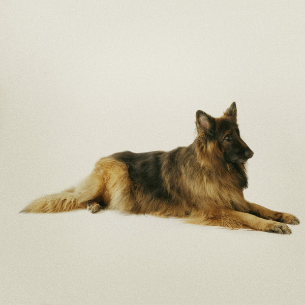 Guard Dog